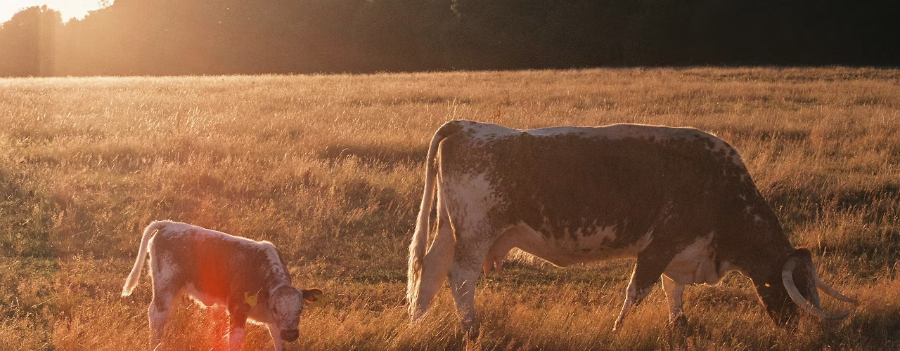 Farm Cattle